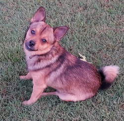 Lost Male Dog last seen 104th and Anderson Rd , Oklahoma City, OK 73165