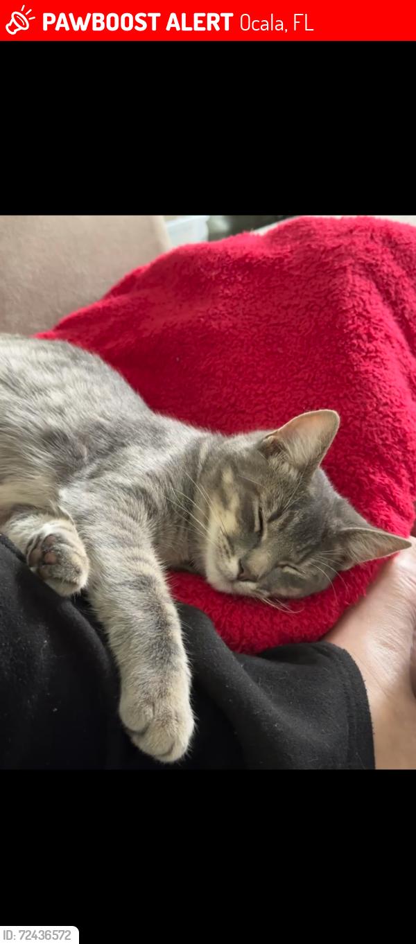 Lost Male Cat last seen Near sw 153rd loop , Ocala, FL 34473