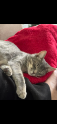 Lost Male Cat last seen Near sw 153rd loop , Ocala, FL 34473