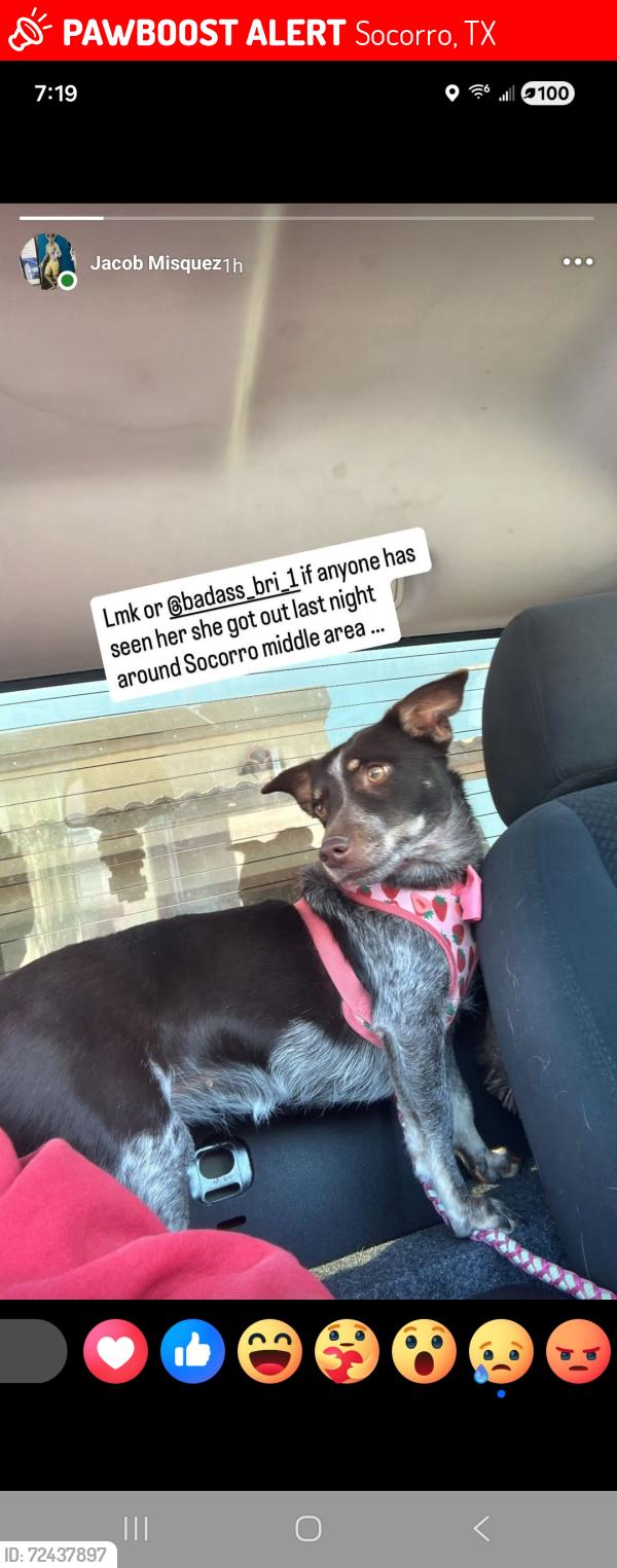 Lost Female Dog last seen Near Villas del sol rd , Socorro, TX 79927