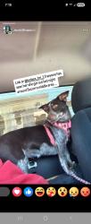 Lost Female Dog last seen Near Villas del sol rd , Socorro, TX 79927