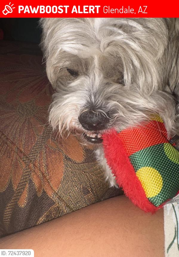 Lost Male Dog last seen Glendale , Glendale, AZ 85307