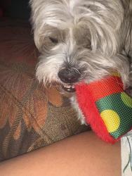 Lost Male Dog last seen Glendale , Glendale, AZ 85307