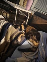 Lost Female Cat last seen Publix @ Carrolwood Square, Tampa, FL 33625