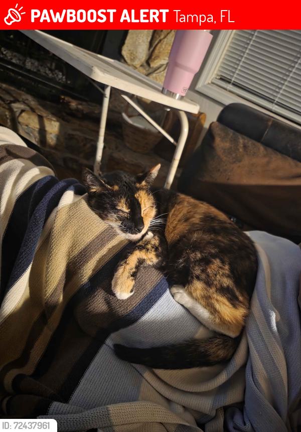 Lost Female Cat last seen Publix @ Carrolwood Square, Tampa, FL 33625