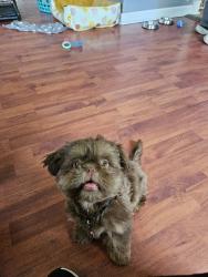 Lost Male Dog last seen Heatherleaf way and Blossom Ave., Columbus, OH 43231