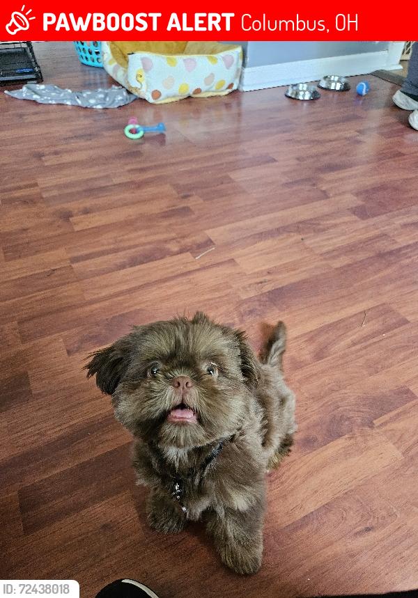 Lost Male Dog last seen Heatherleaf way and Blossom Ave., Columbus, OH 43231