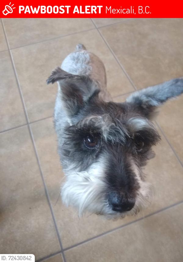 Lost Female Dog last seen Francisco Perez Rios, Mexicali, B.C. 92231
