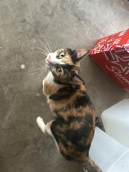 Reunited Unknown Cat last seen Crosspoint , Port St. Lucie, FL 34983
