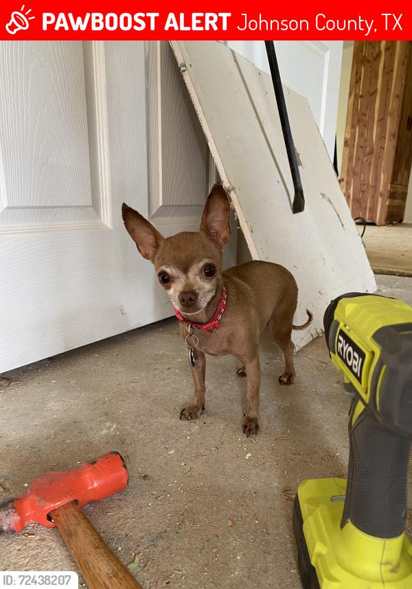 Lost Female Dog last seen Mesquite Dr. Venus, TX, Johnson County, TX 76061