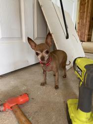 Lost Female Dog last seen Mesquite Dr. Venus, TX, Johnson County, TX 76061