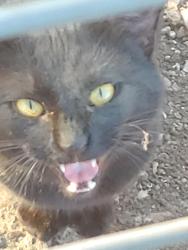 Found/Stray Male Cat last seen Rendon/Kennedale,  Price Rd, Kennedale, TX 76060