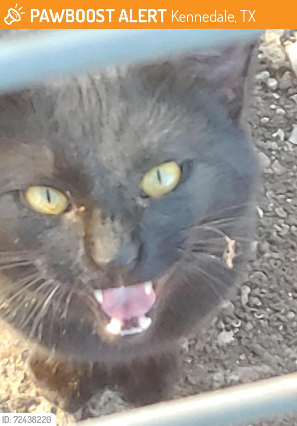 Found/Stray Male Cat last seen Rendon/Kennedale,  Price Rd, Kennedale, TX 76060