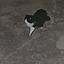 Lost Female Cat last seen Southridge ests, San Marcos, TX 78666