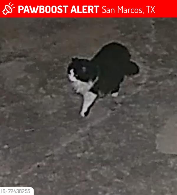 Lost Female Cat last seen Southridge ests, San Marcos, TX 78666