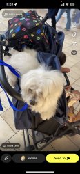 Lost Male Dog last seen Near 39th street , San Diego, CA 92105