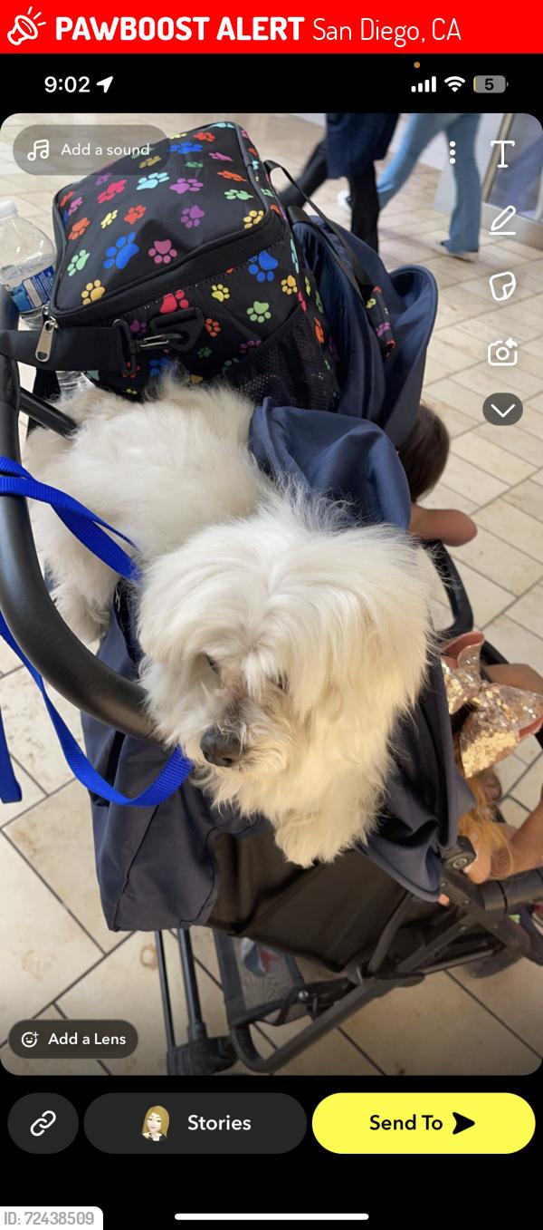 Lost Male Dog last seen Near 39th street , San Diego, CA 92105