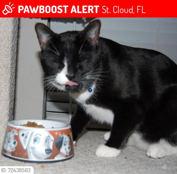 Lost Male Cat last seen Near Countryside View Dr. St. Cloud, St. Cloud, FL 34772