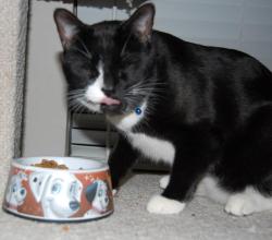 Lost Male Cat last seen Near Countryside View Dr. St. Cloud, St. Cloud, FL 34772
