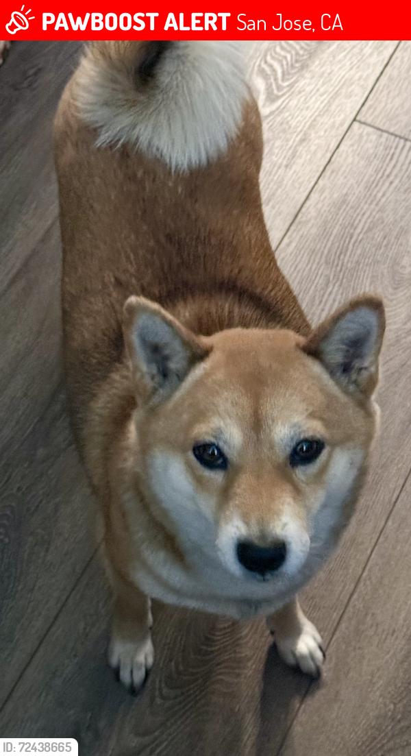 Lost Female Dog last seen Glen duff way, San Jose, CA 95148