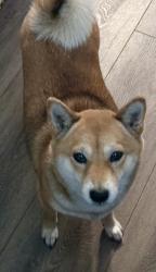 Lost Female Dog last seen Glen duff way, San Jose, CA 95148