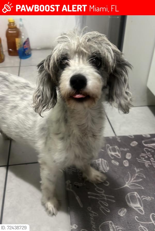 Lost Female Dog last seen 7ave and 79th st, near I9(@5, Miami, FL 33150