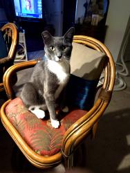 Lost Male Cat last seen Biladeau lane pleasant valley dr, Nevada County, CA 95946
