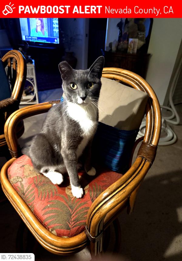 Lost Male Cat last seen Biladeau lane pleasant valley dr, Nevada County, CA 95946