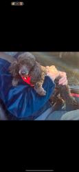 Lost Female Dog last seen Elkhart, Richmond, VA 23235