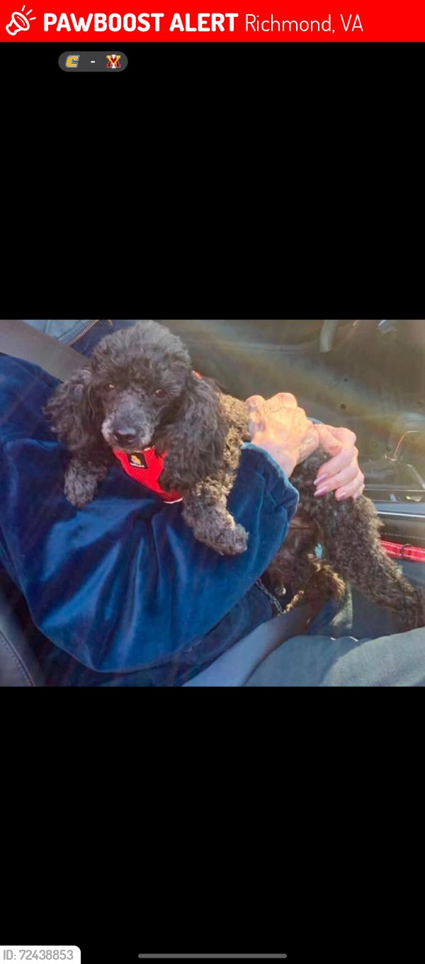 Lost Female Dog last seen Elkhart, Richmond, VA 23235