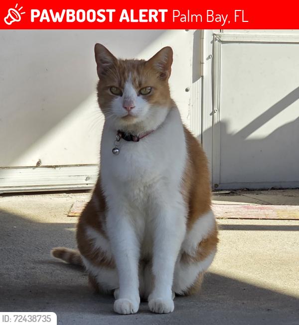 Lost Male Cat last seen Catalina Ave , Palm Bay, FL 32907