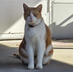 Lost Male Cat last seen Catalina Ave , Palm Bay, FL 32907