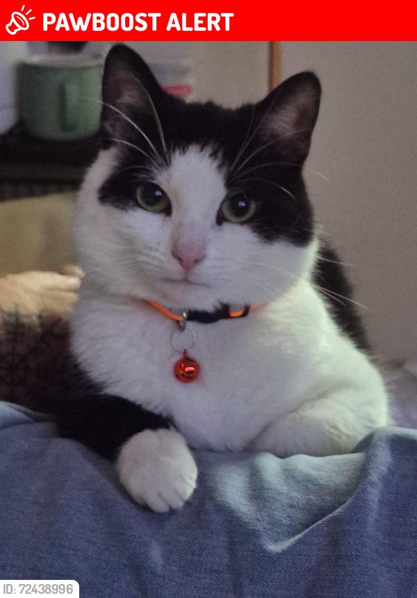 Lost Male Cat last seen Alum rock road, West Midlands, England B8