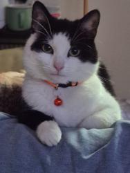 Lost Male Cat last seen Alum rock road, West Midlands, England B8