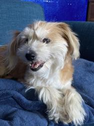 Lost Female Dog last seen Near N I St, Westmorland, CA 92281
