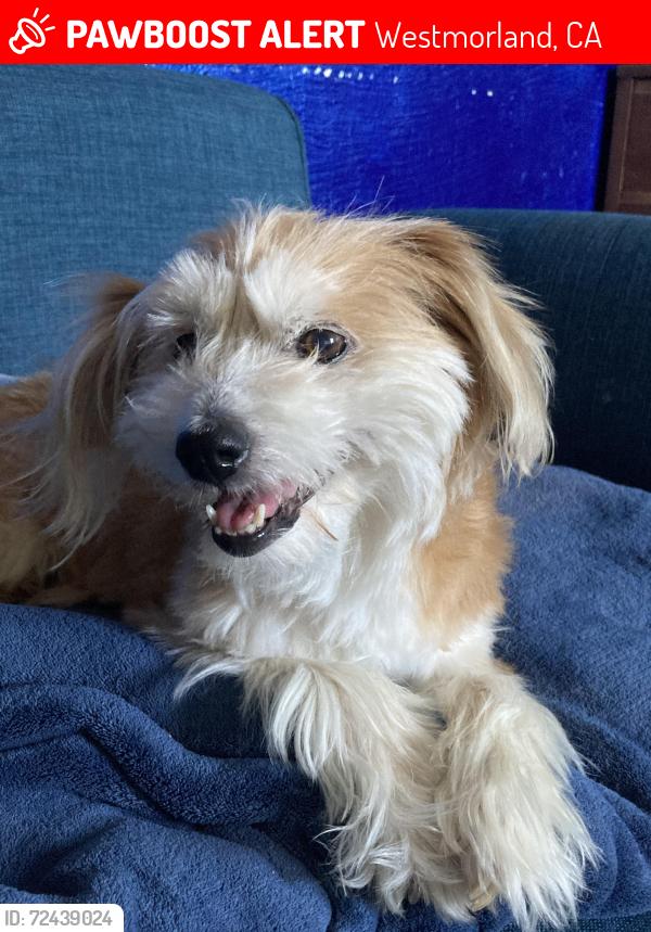 Lost Female Dog last seen Near N I St, Westmorland, CA 92281