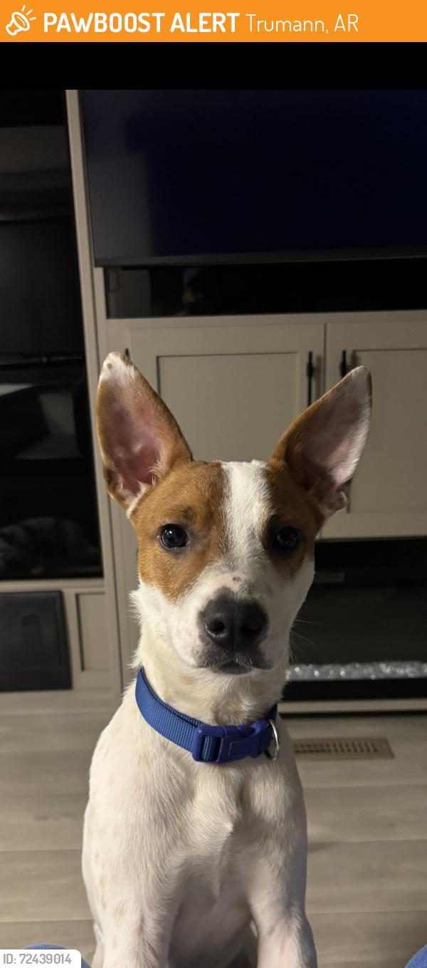 Found/Stray Male Dog last seen In field between Truman and Bay, Trumann, AR 72472