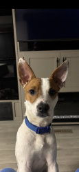 Found/Stray Male Dog last seen In field between Truman and Bay, Trumann, AR 72472