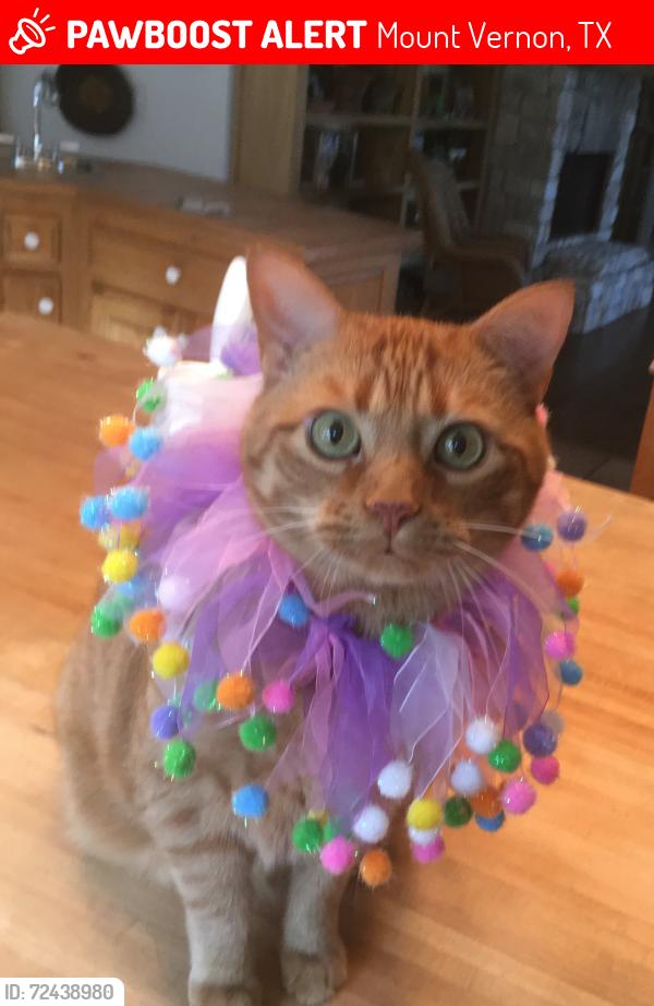 Lost Male Cat last seen Panther Creek Pass, Mt Vernon, TX, Mount Vernon, TX 75457
