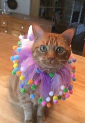 Lost Male Cat last seen Panther Creek Pass, Mt Vernon, TX, Mount Vernon, TX 75457