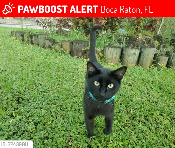 Lost Male Cat last seen SW 18th Street and Powerline Road, Boca Raton, FL 33433