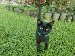Lost Male Cat last seen SW 18th Street and Powerline Road, Boca Raton, FL 33433