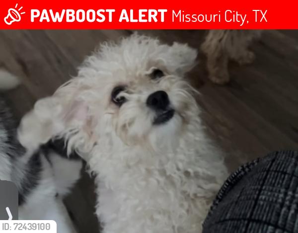 Lost Female Dog last seen Independence, Missouri City, TX 77477