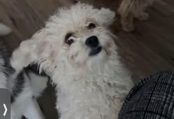 Lost Female Dog last seen Independence, Missouri City, TX 77477