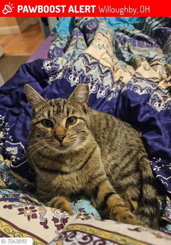 Lost Female Cat last seen Near Tioga Trl Willoughby , Willoughby, OH 44094