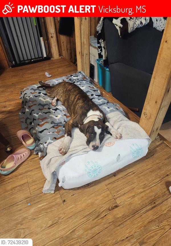 Lost Male Dog last seen Blossom lane , Vicksburg, MS 39180