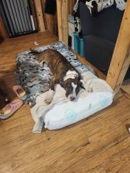 Lost Male Dog last seen Blossom lane , Vicksburg, MS 39180