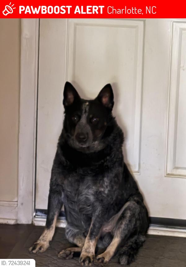 Lost Male Dog last seen Barrington Dr - NC , Charlotte, NC 28215