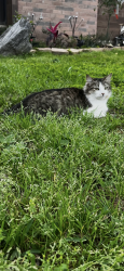 Lost Female Cat last seen Dover Subdivision , Houston, TX 77083