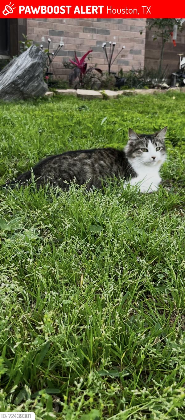 Lost Female Cat last seen Dover Subdivision , Houston, TX 77083